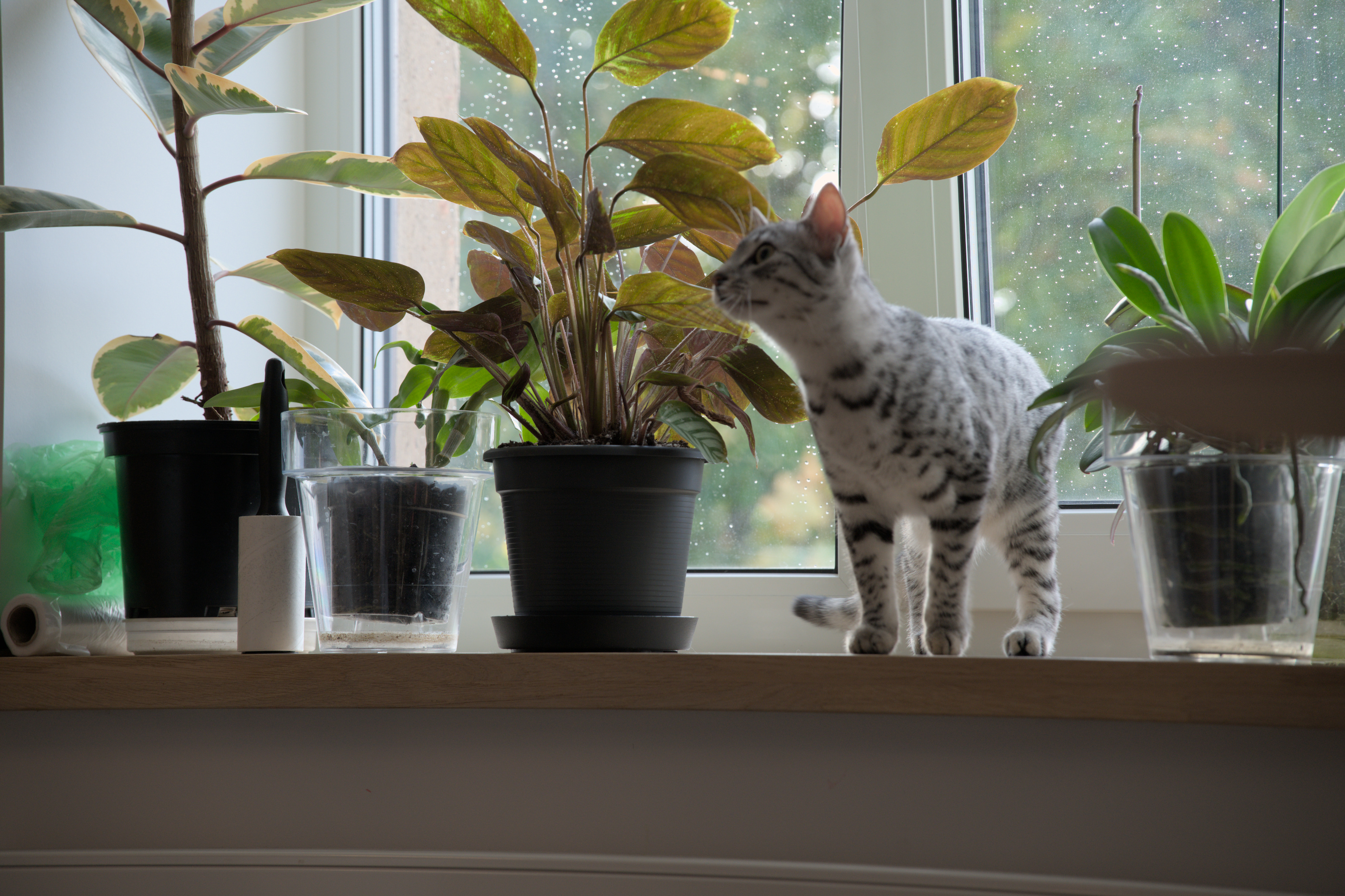 2025/10/12 - cats/DSC_0020.jpg